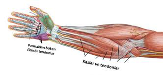 Fleksr Tendon